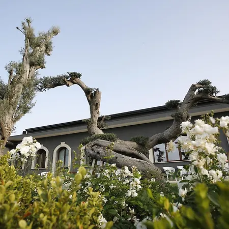 Terra Di Venera * 산타 베네리나